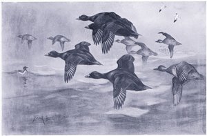 Scoters stijgen op